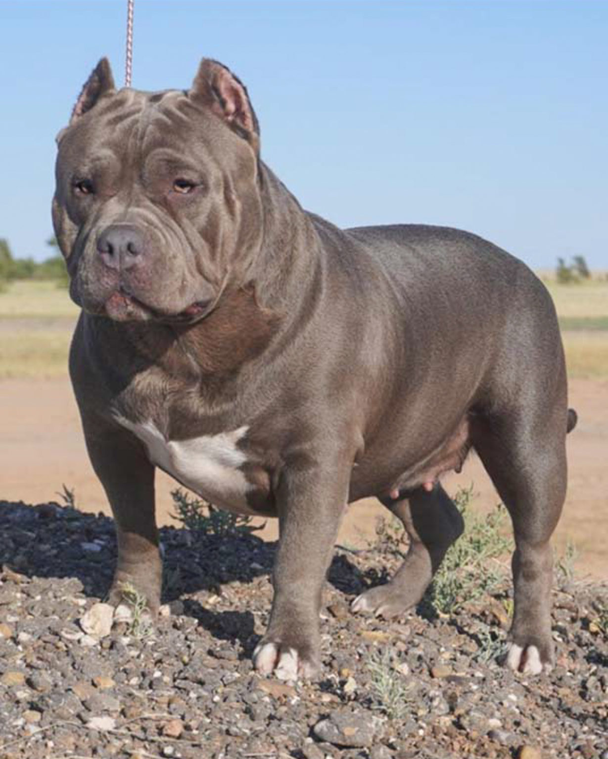 Gaines Bullies – Creating to breed standard is our goal